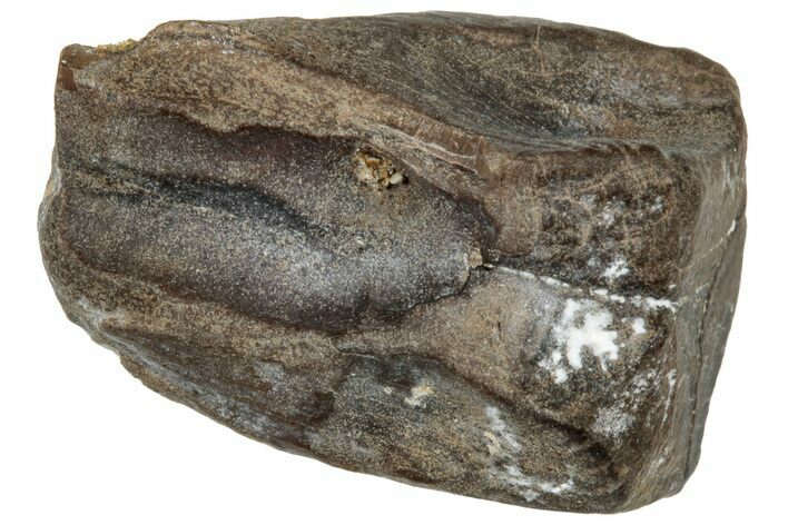 Fossil Dinosaur (Triceratops) Shed Tooth - Montana #324166